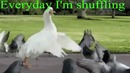 Everyday I’m Shuffling – Goose