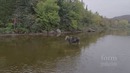 Волк vs. Лось