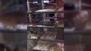 Смешная подборочка. Арабы и азиаты жгут по полной
