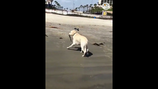 Funny Dog and Breathtaking Escape