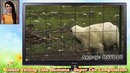 Goat edition или козы на подпевках. История