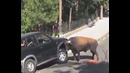 BULL