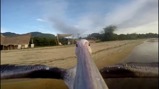 Как пеликаны учатся летать