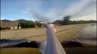 Как пеликаны учатся летать