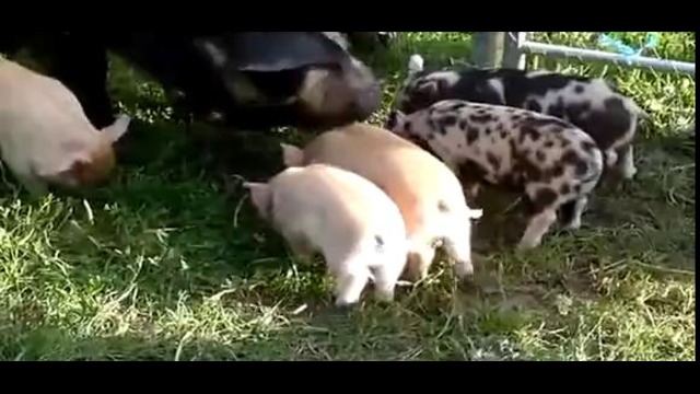 Мамаша учит маленьких свинок летать