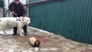 Барсик Добряк