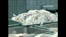Жесть. Ч2. Из чего делают мясо и колбасу которые мы едим