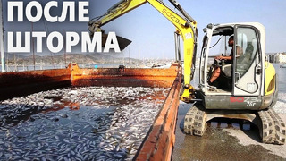 Тонны мёртвой рыбы заполнили прибрежные воды курорта Волос в Греции