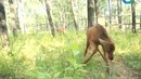 Земля. Территория загадок. Тайна хребта Зюраткуль. Документальный фильм