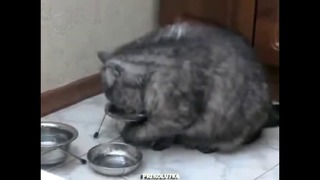Котик очень хочет есть