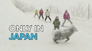 Skiers Narrowly Miss Japanese Serow | Only In Japan