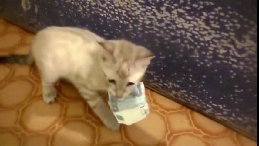 Украл 1000. Кот ворует. Кот ворует деньги. Кот ворует деньги гифка. Кот с деньгами гиф.