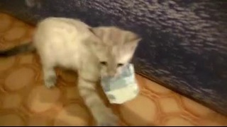 Кот украл тысячу рублей