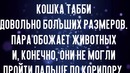 Бездомный кот обнял девушку и не отпускал
