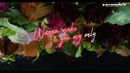 Afrojack feat. Stanaj – Bed Of Roses (Official Lyric Video)