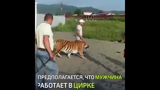 Житель приморья выгуливал тигра на поводке по пляжу
