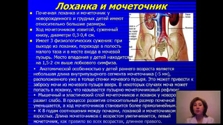 БКП. Анатомо-физиологические особенности органов мочевыделения