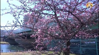 В Японию пришла весна. Зимой зацвела сакура