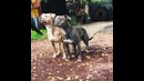 Супер Синхронно Дресировка