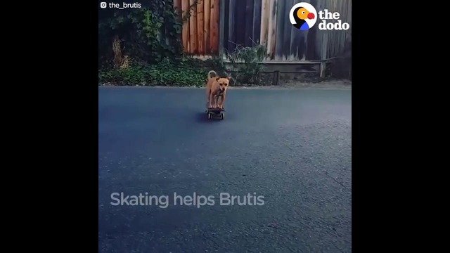 Собачка любит кататься на скейтборде