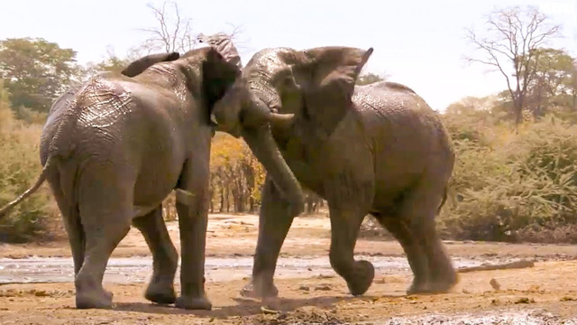 Top 5 Most Tense Elephant Moments | BBC Earth