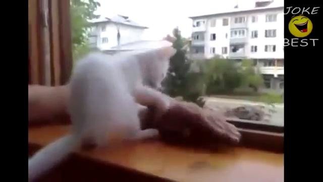Лучшие Приколы с Котами 2014 год