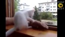 Лучшие Приколы с Котами 2014 год