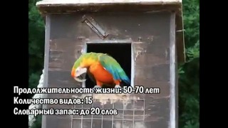 Самые разговорчивые попугаи
