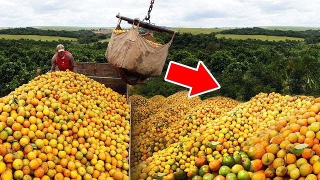 В Лес Выбросили 12,000 Тонн Апельсиновых Корок. Вот Что Произошло Через 16 Лет