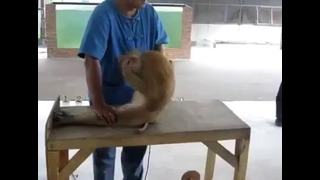 Даже обезьяна тренируется
