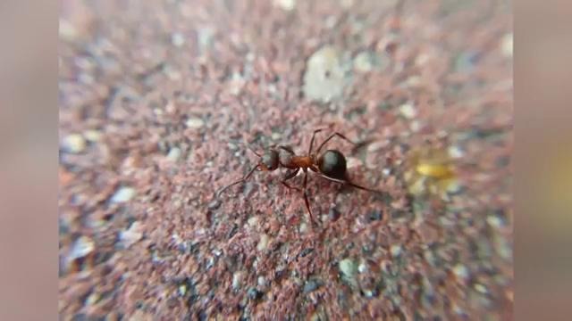 Линзы для телефона за 5