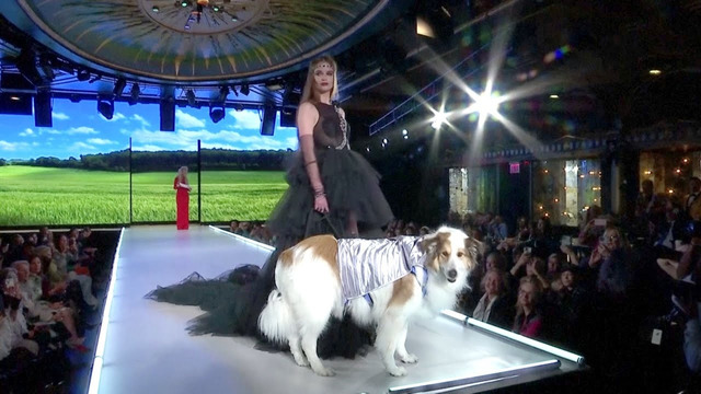 Модное дефиле с собаками устроили на Неделе моды в Нью-Йорке
