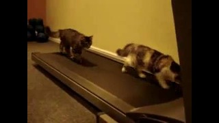 Коты на беговой дорожке