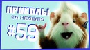 Приколы за неделю #59 | ПОТРАЧЕНО