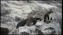 Третий лишний