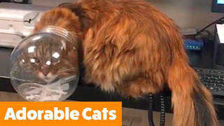 Cutest Silly Cats | Funny Pet Videos