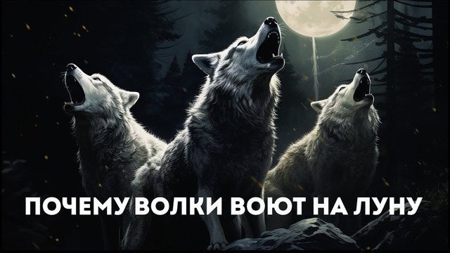 Подкаст Лайфхакера | Почему волки воют на луну