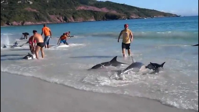 Удивительное спасение дельфинов местными жителями