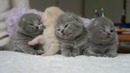 Сонные котята – такие милые)