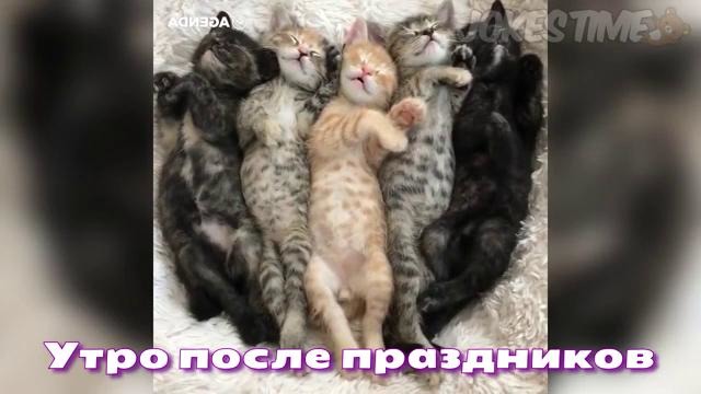 Jokes Time – Лучшие приколы 2017 (Декабрь)