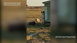 Банка сгущенки застряла в пасти белого медведя поселке Диксон, Россия Ради спасения послали самолет