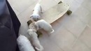 Щенки играются со скейтом