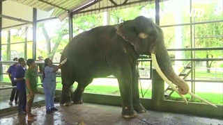 Шри-Ланка вернёт Таиланду подаренного слона, чтобы его вылечили
