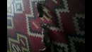 Котята играются