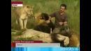 Король львов
