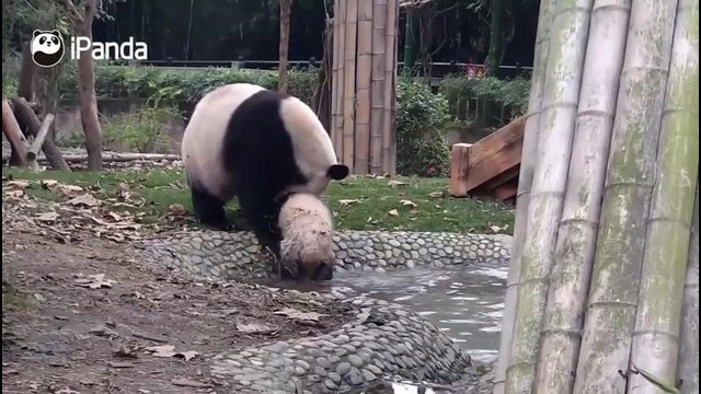 Мама-панда пытается искупать детёныша