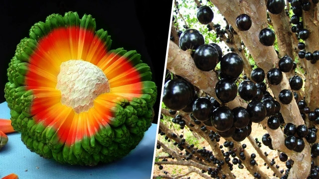Невероятные фрукты, которые вы должны попробовать