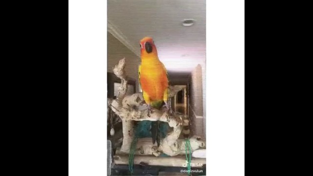 Птица делает # PetHeadBop