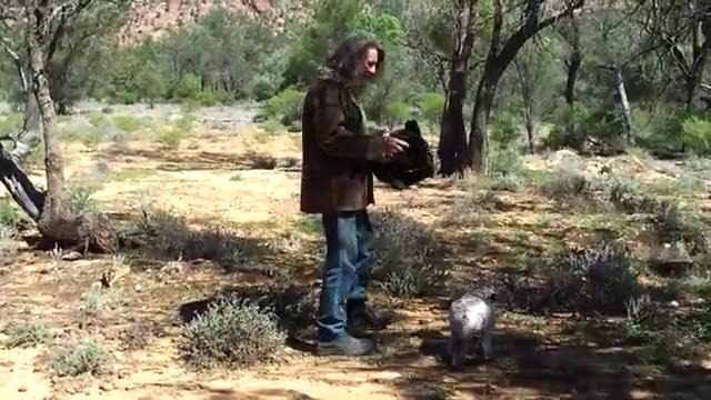 Как поймать кенгуру