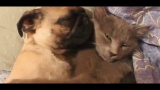 Кошачье-собачьи обнимашки